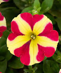 Rot & gelb petunia blume samen for anpflanzung - pollinator friendly, heirloom & gmo free samen for home garten
 
 sale samen for home garten
