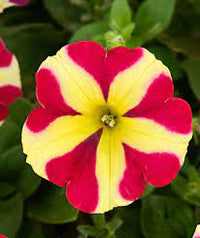 Rot & gelb petunia blume samen for anpflanzung - pollinator friendly, heirloom & gmo free samen for home garten
 
 sale samen for home garten