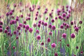 Sphaerocephalon blume samen for anpflanzung - sun loving, heirloom & gmo free samen for home garten
 
 sale samen for anpflanzung in home garten