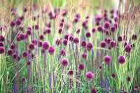 Sphaerocephalon blume samen for anpflanzung - sun loving, heirloom & gmo free samen for home garten
 
 sale samen for anpflanzung in home garten