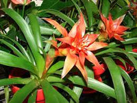 Hechtia blume samen for anpflanzung - seasonal bloomer, heirloom & gmo free samen for home garten
 
 sale samen for anpflanzung in home garten