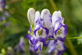 Blau aconitum blume samen for anpflanzung - sun loving, heirloom & gmo free samen for home garten
 
 sale samen for anpflanzung in home garten