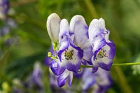 Blau aconitum blume samen for anpflanzung - sun loving, heirloom & gmo free samen for home garten
 
 sale samen for anpflanzung in home garten