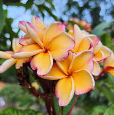 Peach frangipani blume samen for anpflanzung - sun loving, heirloom & gmo free samen for home garten
 
 sale samen for home garten