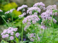 Chaerophyllum blume samen for anpflanzung - easy to grow, heirloom & gmo free samen for home garten
 
 sale samen for anpflanzung in home garten