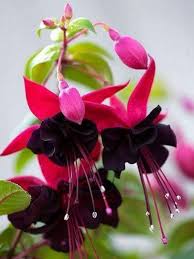 Schwarz & rosa fuchsia blume samen for anpflanzung - wildflower mix, heirloom & gmo free samen for home garten
 
 sale samen for anpflanzung in home garten