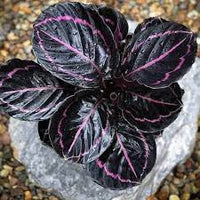 Schwarz calathea blume samen for anpflanzung - long bloom season, heirloom & gmo free samen for home garten
 
 sale samen for home garten