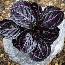 Schwarz calathea blume samen for anpflanzung - long bloom season, heirloom & gmo free samen for home garten
 
 sale samen for home garten