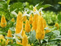 Gelb pachystachys lutea blume samen for anpflanzung - sun loving, heirloom & gmo free samen for home garten
 
 sale samen for anpflanzung in home garten