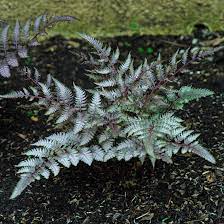 Japanese painted fern blume samen for anpflanzung - colorful display, heirloom & gmo free samen for home garten
 
 sale samen for home garten