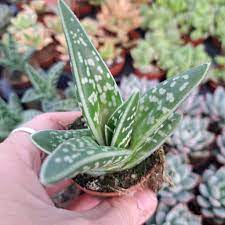 Grün aloe variegata for anpflanzung - vibrant colors, heirloom & gmo free samen for home garten
 
 sale samen for anpflanzung in home garten