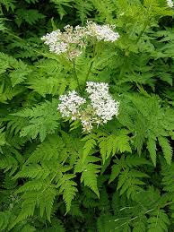 Cicely myrrhis odorata blume samen for anpflanzung - low maintenance, heirloom & gmo free samen for home garten
 
 sale for anpflanzung in home garten.