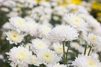 Weiß chrysanthemum or quercifolia blume samen for anpflanzung - low maintenance, heirloom & gmo free samen for home garten
 
 sale samen for anpflanzung in home garten
