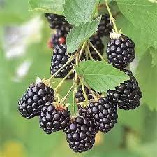 Dewberry or blackberry blume samen for anpflanzung - pollinator friendly, heirloom & gmo free samen for home garten
 
 sale samen for home garten