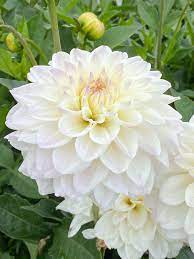 Weiß swan dahlia blume samen for anpflanzung - easy to grow, heirloom & gmo free samen for home garten
 
 sale samen for anpflanzung in home garten