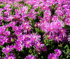 Rosa delosperma blume samen for anpflanzung - vibrant colors, heirloom & gmo free samen for home garten
 
 sale for anpflanzung in home garten.