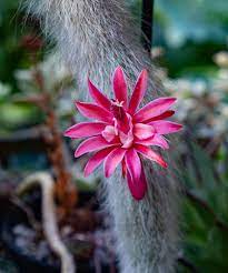 Hildewintera colademononis- monkey tail cactus - cactus blume samen for anpflanzung - bright blooms, heirloom & gmo free samen for home garten
 
 sale samen for anpflanzung in home garten