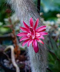 Hildewintera colademononis- monkey tail cactus - cactus blume samen for anpflanzung - bright blooms, heirloom & gmo free samen for home garten
 
 sale samen for anpflanzung in home garten