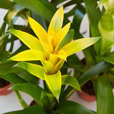 Gelb bromeliad tillandsia bulbosa blume samen for anpflanzung – heirloom, non-gmo, organic garten samen
 
 sale samen for home garten