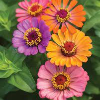 Single petal zinnia mix blume samen for anpflanzung premium quality heirloom & gmo free samen for home garten 
 
 sale samen for home garten anpflanzung