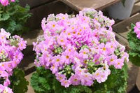 Primula blume samen for anpflanzung - long bloom season, heirloom & gmo free samen for home garten
 
 sale for anpflanzung in home garten.