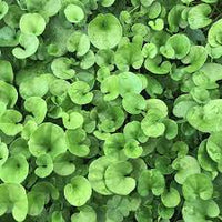 Dichondra blume samen for anpflanzung - cottage garten essential, heirloom & gmo free samen for home garten
 
 sale samen for anpflanzung in home garten