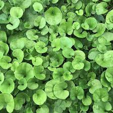 Dichondra blume samen for anpflanzung - cottage garten essential, heirloom & gmo free samen for home garten
 
 sale samen for anpflanzung in home garten