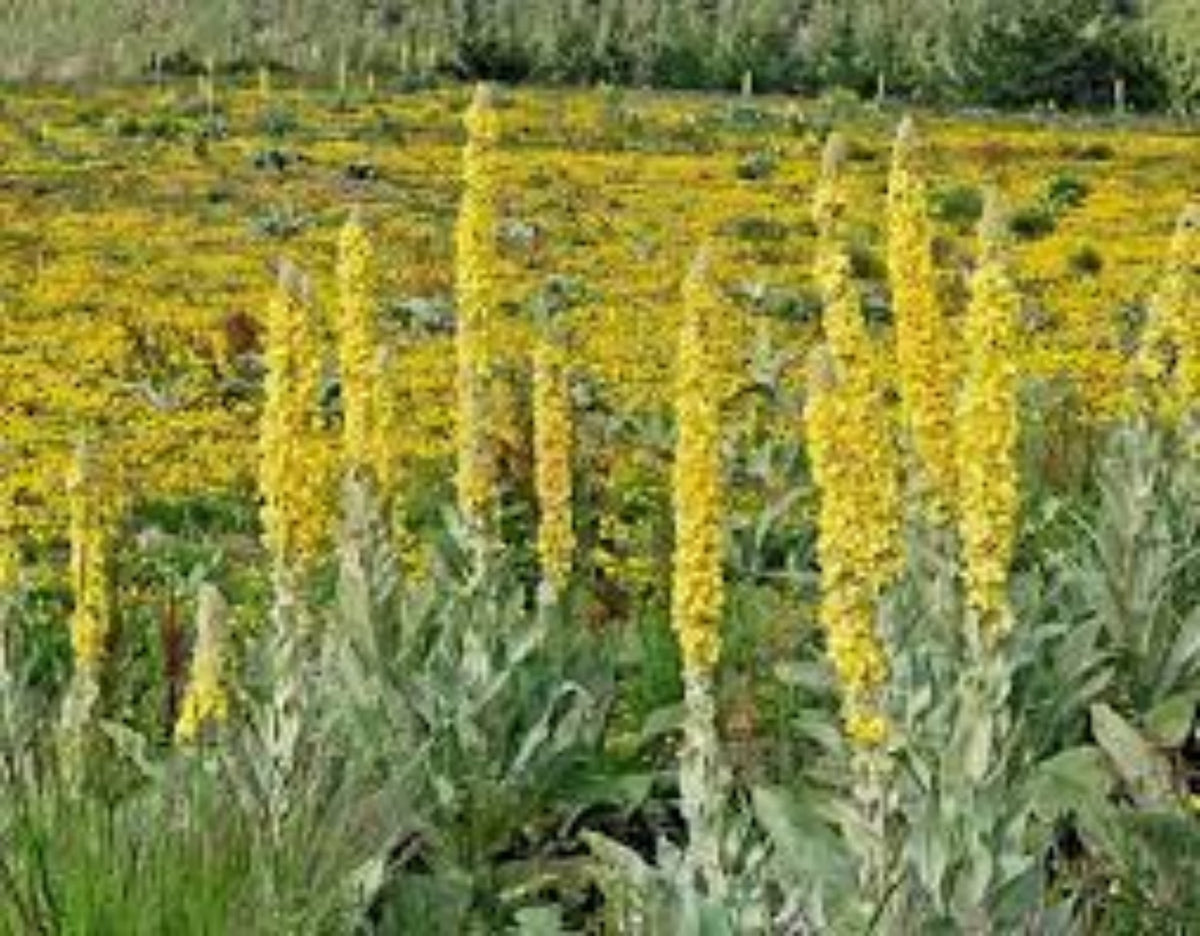 Gelb woolly mullein blume samen for anpflanzung - compact growth, heirloom & gmo free samen for home garten
 
 sale samen for anpflanzung in home garten