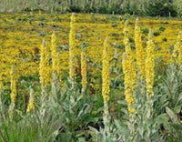 Gelb woolly mullein blume samen for anpflanzung - compact growth, heirloom & gmo free samen for home garten
 
 sale samen for anpflanzung in home garten