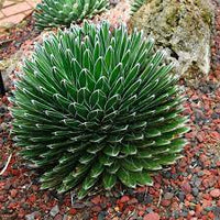 Grün agave victoria regina blume samen for anpflanzung - perfect for borders, heirloom & gmo free samen for home garten
 
 sale samen for home garten