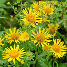 Enula asteraceae blume samen for anpflanzung - colorful display, heirloom & gmo free samen for home garten
 
 sale samen for home garten
