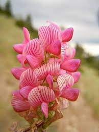 Heirloom sainfoin blume samen for anpflanzung - pollinator friendly, heirloom & gmo free samen for home garten
 
 sale samen for anpflanzung in home garten