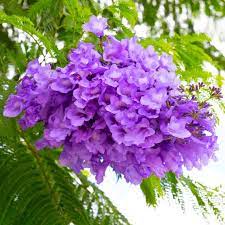 Blau jacaranda mimosifolia blume samen for anpflanzung - drought tolerant, heirloom & gmo free samen for home garten
 
 sale samen for home garten