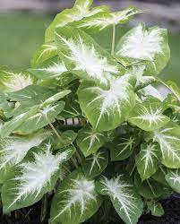 Caladium Blumensamen zur Aussaat – robust Sorte – Traditionssorte – ohne Gentechnik – Keimung Garten Samen