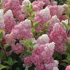 Lila vanilla fraise blume samen for anpflanzung - fragrant blossoms, heirloom & gmo free samen for home garten
 
 sale for anpflanzung in home garten.
