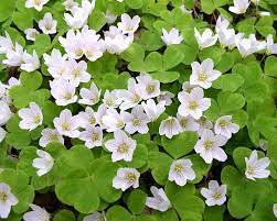 Oxalis acetosella blume samen for anpflanzung - shade tolerant, heirloom & gmo free samen for home garten
 
 sale samen for home garten
