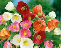 Fresh blühend Blumensamen zur Aussaat – Traditionssorte – ohne Gentechnik – Drought verträglich Garten Samen