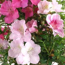 Mixed satsuki mischfarben blume samen for anpflanzung - colorful display, heirloom & gmo free samen for home garten
 
 sale samen for home garten