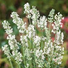 Lavender blume samen for anpflanzung - cut blume favorite, heirloom & gmo free samen for home garten
 
 sale for anpflanzung in home garten.