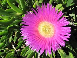 Carpobrotus blume samen for anpflanzung - cottage garten essential, heirloom & gmo free samen for home garten
 
 sale samen for anpflanzung in home garten