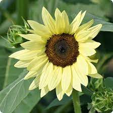 Gelb lemon sunflower samen for anpflanzung - easy to grow, heirloom & gmo free samen for home garten
 
 sale for anpflanzung in home garten.