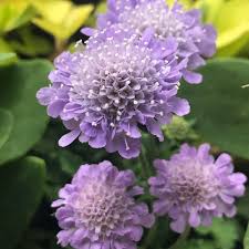 Scabiosa blume samen for anpflanzung - colorful display, heirloom & gmo free samen for home garten
 
 sale for anpflanzung in home garten.