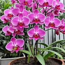 Slipper orchid blume samen for anpflanzung - sun loving, heirloom & gmo free samen for home garten
 
 sale for anpflanzung in home garten.