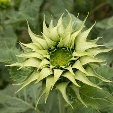 Grün sunflower samen for anpflanzung - sun loving, heirloom & gmo free samen for home garten
 
 sale samen for home garten