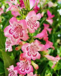 Rosa penstemon strictus blume samen for anpflanzung - premium quality, heirloom & gmo free samen for home garten
 
 sale for anpflanzung in home garten