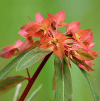 Rot griffithii blume samen for anpflanzung - wildflower mix, heirloom & gmo free samen for home garten
 
 sale for anpflanzung in home garten.