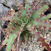 Hechtia sp tehuacan blume samen for anpflanzung - pollinator friendly, heirloom & gmo free samen for home garten
 
 sale samen for home garten
