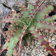 Hechtia sp tehuacan blume samen for anpflanzung - pollinator friendly, heirloom & gmo free samen for home garten
 
 sale samen for home garten