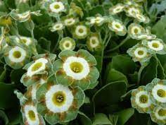 Grün shade auricula blume samen for anpflanzung - shade tolerant, heirloom & gmo free samen for home garten
 
 sale for anpflanzung in home garten.