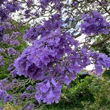 Lila jacaranda blume samen for anpflanzung - bright blooms, heirloom & gmo free samen for home garten
 
 sale samen for home garten